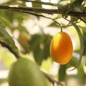 Nagami Kumquat