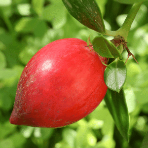 Natal Plum - List of Fruits Starting with N with Pictures