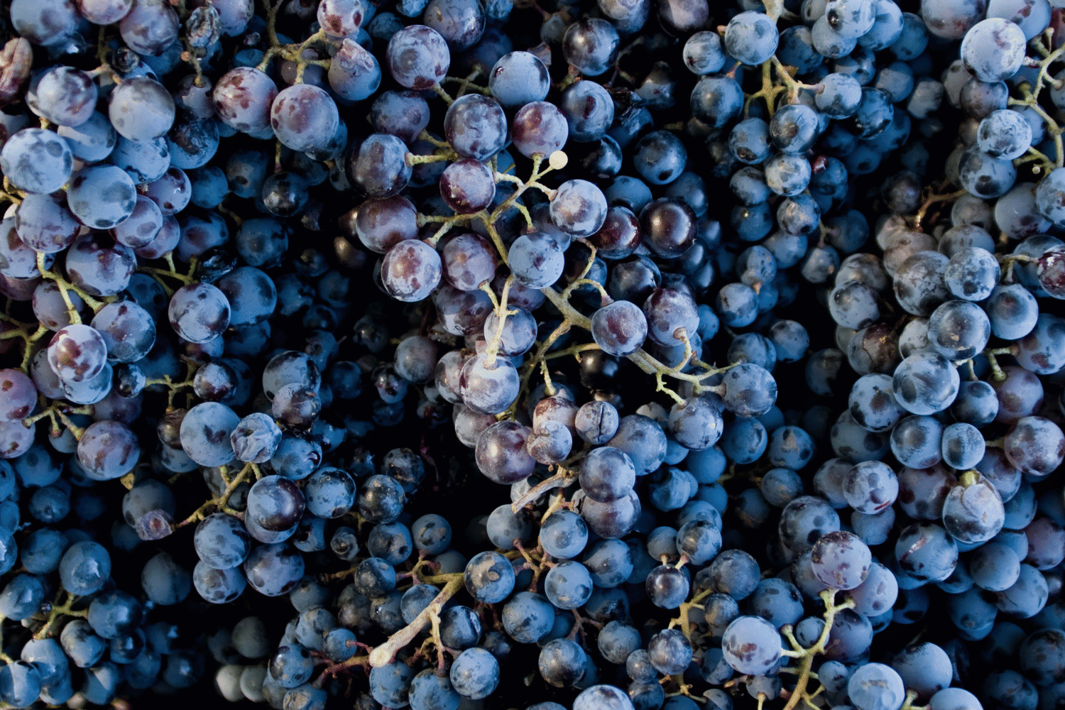 Georgia Country National Fruit Grape and Information
