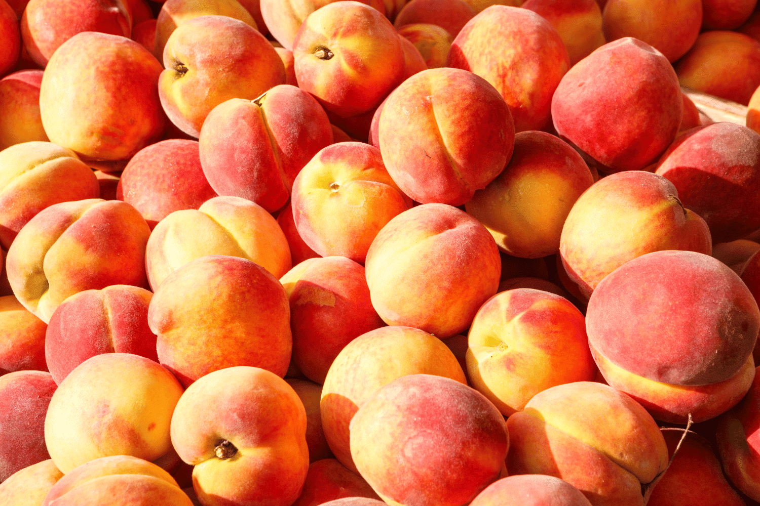 Georgia (US State) Fruit Including Pictures