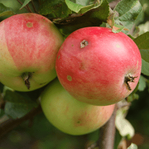 Northern Spy Apple - List of Fruits Starting with N with Pictures