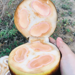 Nungu (Ice Apple) - List of Fruit Begins with N with Pictures