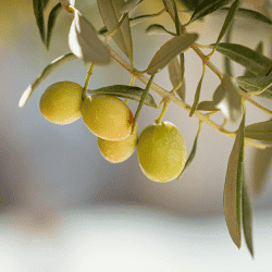 Olive - Fruits that Start with O