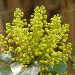 Oregon Grape - Fruits Beginning with O
