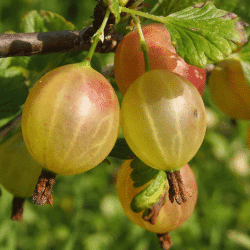 Otaheite Gooseberry - Fruit Beginning with O