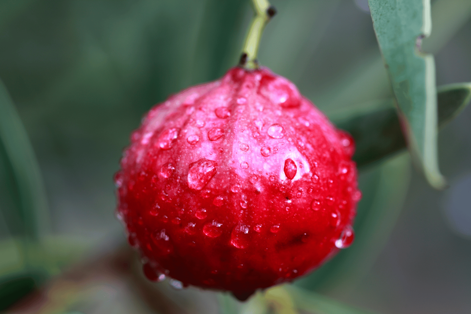 Quandong - 13 Q Fruit and Pictures