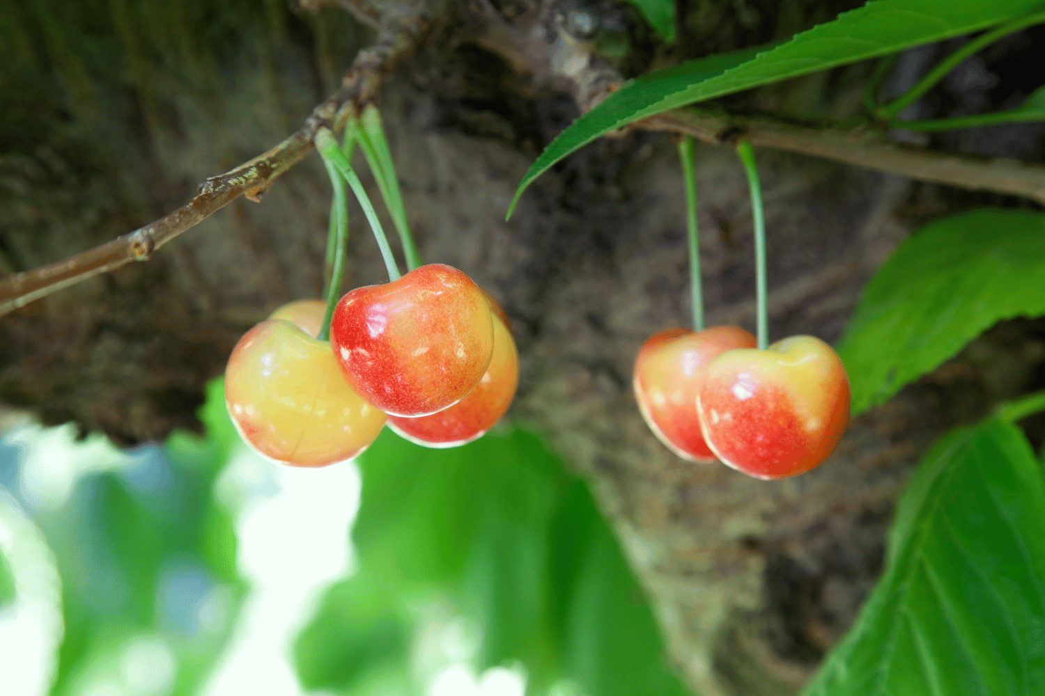 Queen Anne Cherry - 13 Q Fruit and Pictures