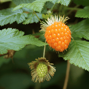 Salmonberry - Fruit Starting with s