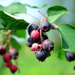 Saskatoon Berry Fruits Begin with S