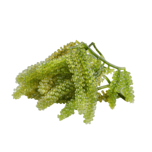 Sea Grape