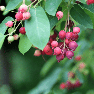 Serviceberry Fruits Begin with S
