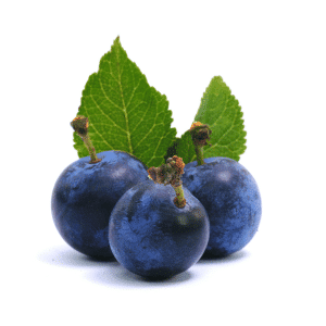 Sloe Drupes Fruits Begin with S
