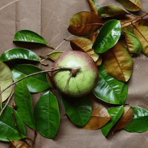Star Apple