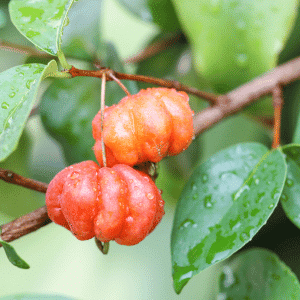 Surinam Cherry