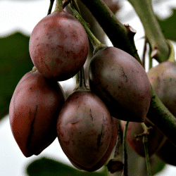 Tangerinequat - Fruits Beginning with T