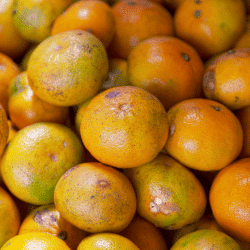 Tangor - Fruits Beginning with T