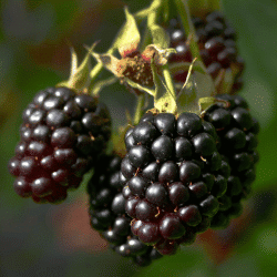 Tayberry - Fruit that Begin with T with Pictures