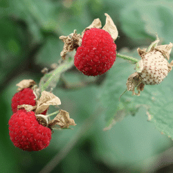 Thimbleberry - Fruit that Begin with T with Pictures