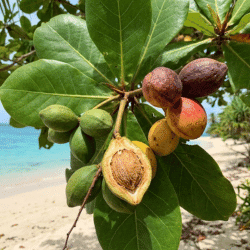 Tropical Almond Fruit