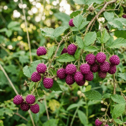 Tumbleberry - T Fruit with Pictures