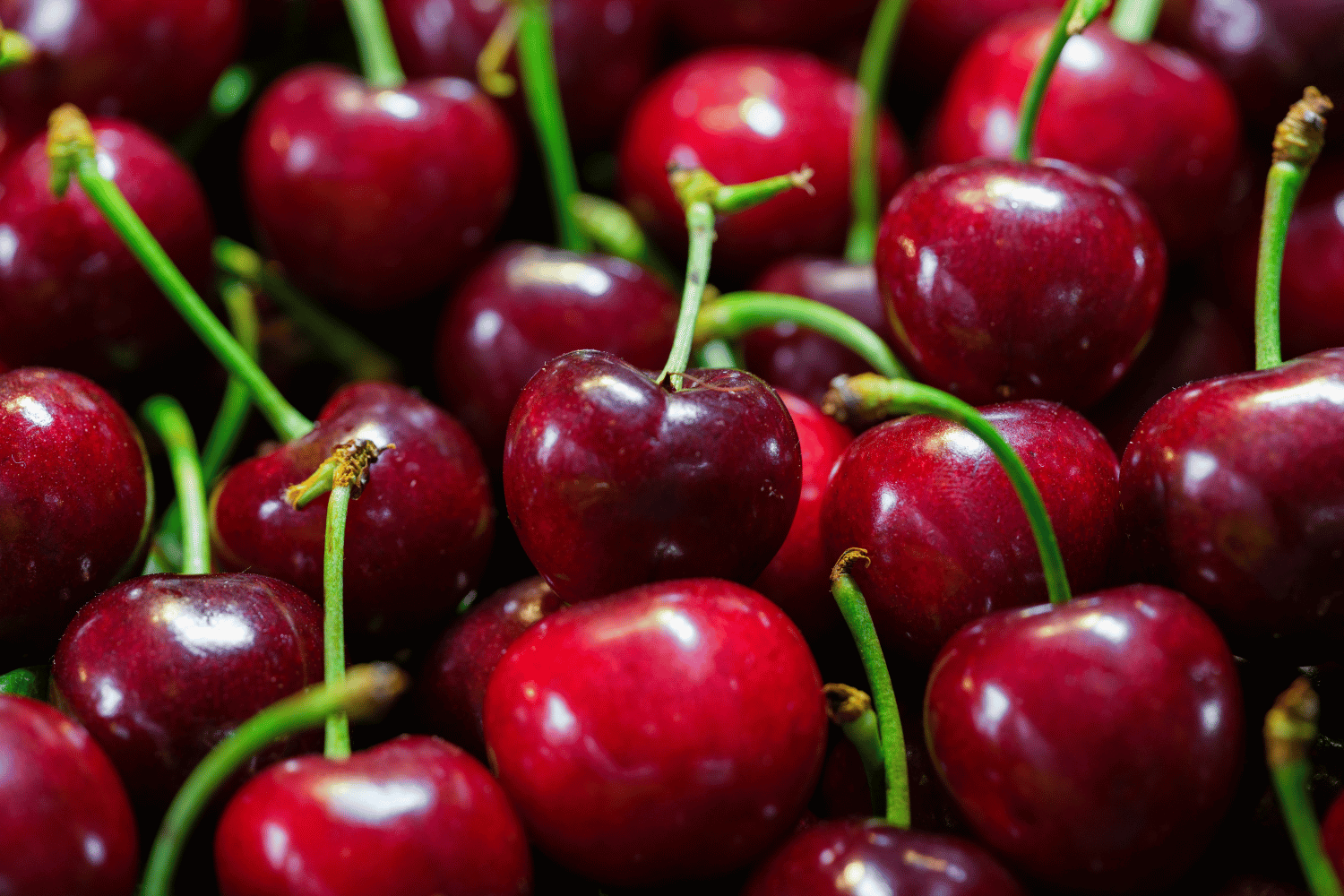 Turkey National Fruit Cherry with Pictures and Properties