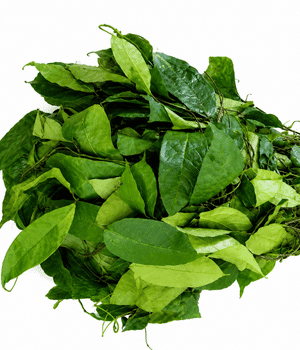 Afang Leaves - Vegetables that start with A