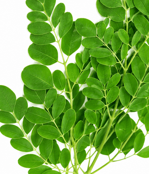 Agathi Leaves - Vegetables that start with A