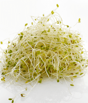 Alfalfa Sprouts - Vegetable Names that Begins with A