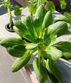 Amaranth Greens - Vegetable Names that Begins with A