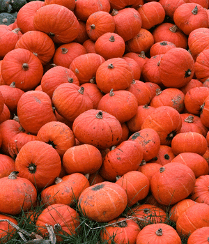 Ambercup Squash - Vegetable Names that Begins with A