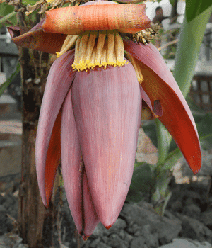 Banana Flower - Vegetables that start with B