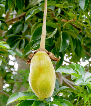 Baobab Leaves