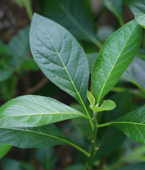 Bitter Leaf - Vegetable Names that Begins with B