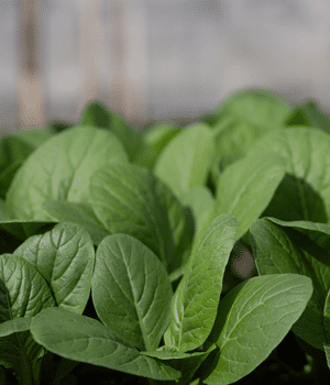 Black Mustard Greens - Vegetable Names that Begins with B