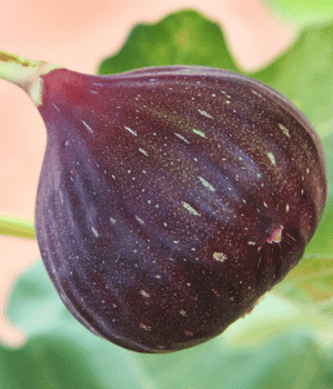 Brown Turkey Fig - Fruits that are Brown with Pictures