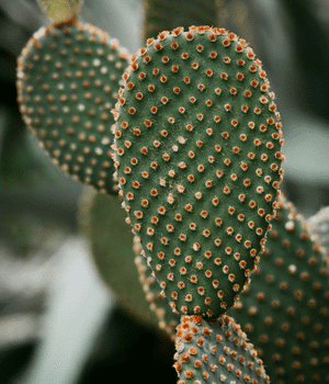 Cactus Pads - Vegetables that Start with C