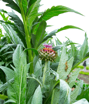 Cardoon - Vegetables that Start with C