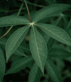 Cassava Leaves - Vegetables that Start with C