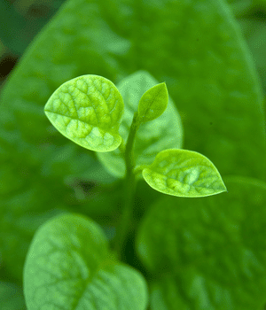 Ceylon Spinach - Vegetable Names that Begin with C