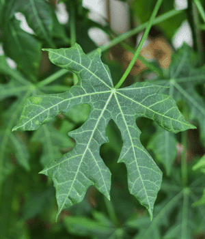 Chaya - Vegetable Names that Begin with C