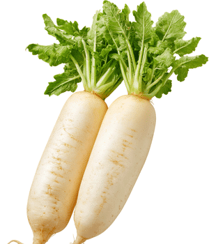 Daikon - Vegetables that Start with D