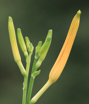 Daylily Buds - Vegetables that Start with D
