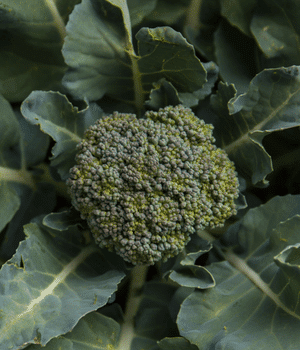 De Cicco Broccoli - Vegetables that Start with D