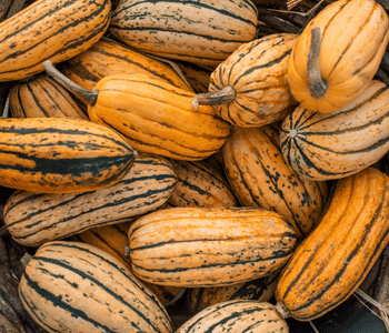 Delicata Squash - Vegetables that Start with D