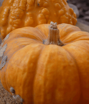 Dickinson Pumpkin - Vegetables that Start with D