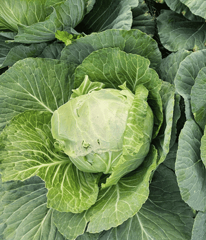 Dutch Cabbage - Vegetable Names that Begins with D