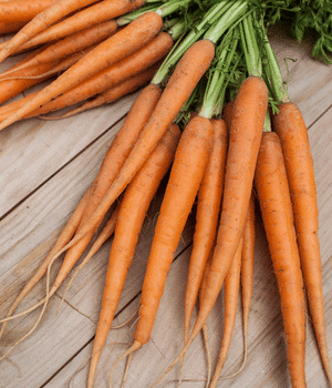 Dutch Carrot - Vegetable Names that Begins with D