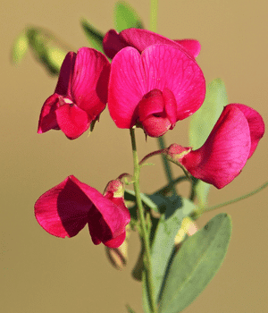 Earthnut Pea - Vegetables that start with E