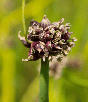 Egyptian Onion - Vegetables that start with E