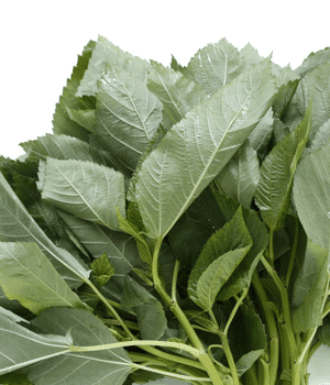 Egyptian Spinach - Vegetables that start with E